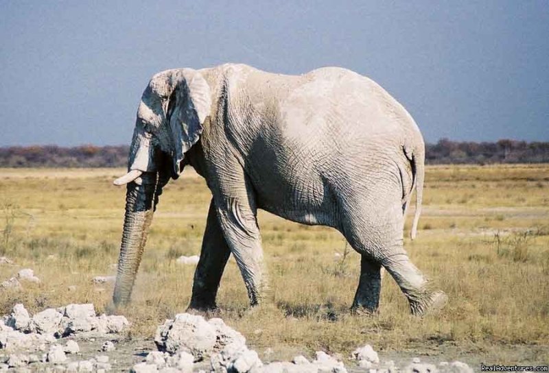 Elephant, Etosha National Park, Namibia | Adventure Overland Safaris with Africa Travel Co | Image #16/21 | 
