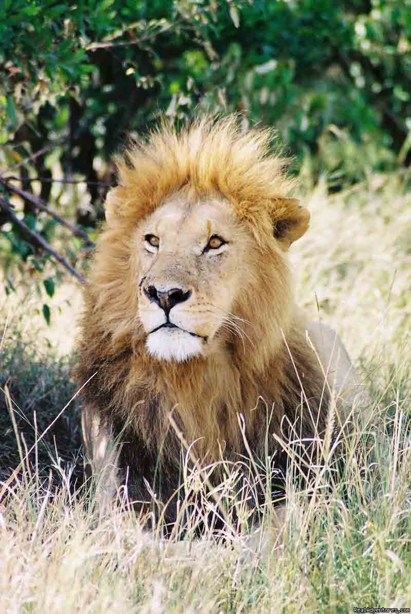Lion, Masai Mara, Kenya | Adventure Overland Safaris with Africa Travel Co | Image #8/21 | 