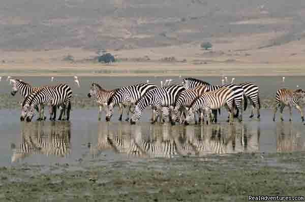 Drinking Zebras, Ngorongoro Crater, Tanzania | Adventure Overland Safaris with Africa Travel Co | Image #18/21 | 