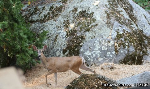 Deer 'back yard' | Hot Springs Cabin Rentals Sequoia Nat'l Monument | Image #7/7 | 