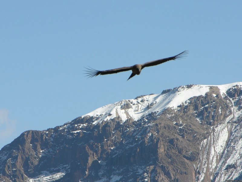 Condors in the Colca Canyon | Incas & Amazon - Peru Small Group Adventure | Image #3/15 | 