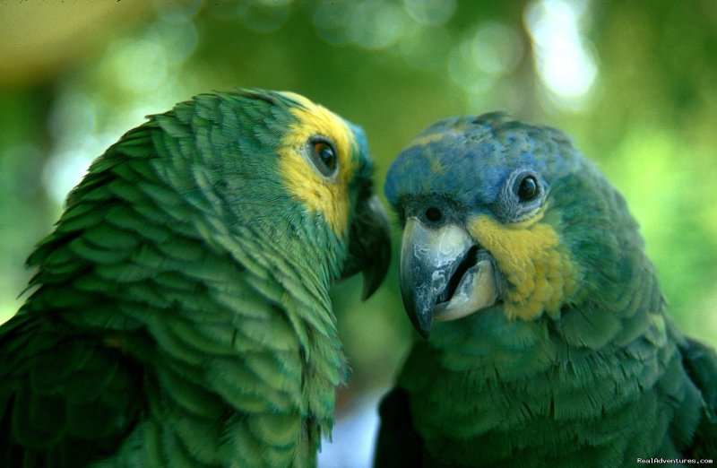 Parakeets in the Amazon | Incas & Amazon - Peru Small Group Adventure | Image #13/15 | 