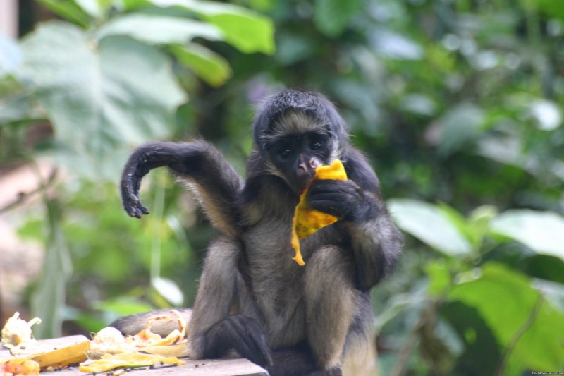Monkey in the Amazon Jungle | Incas & Amazon - Peru Small Group Adventure | Image #15/15 | 
