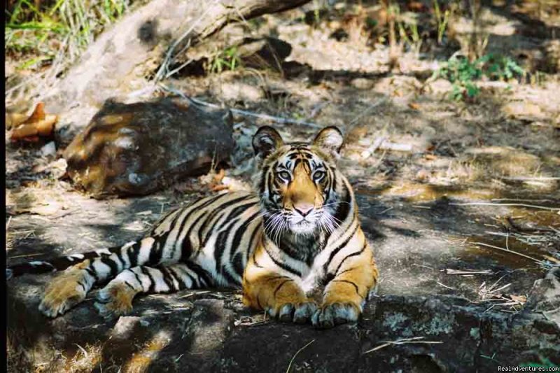 Tiger Tours, Wild Tour Packages India | Professionally Escorted Wildlife Holidays To India | New Delhi, India | Wildlife & Safari Tours | Image #1/1 | 