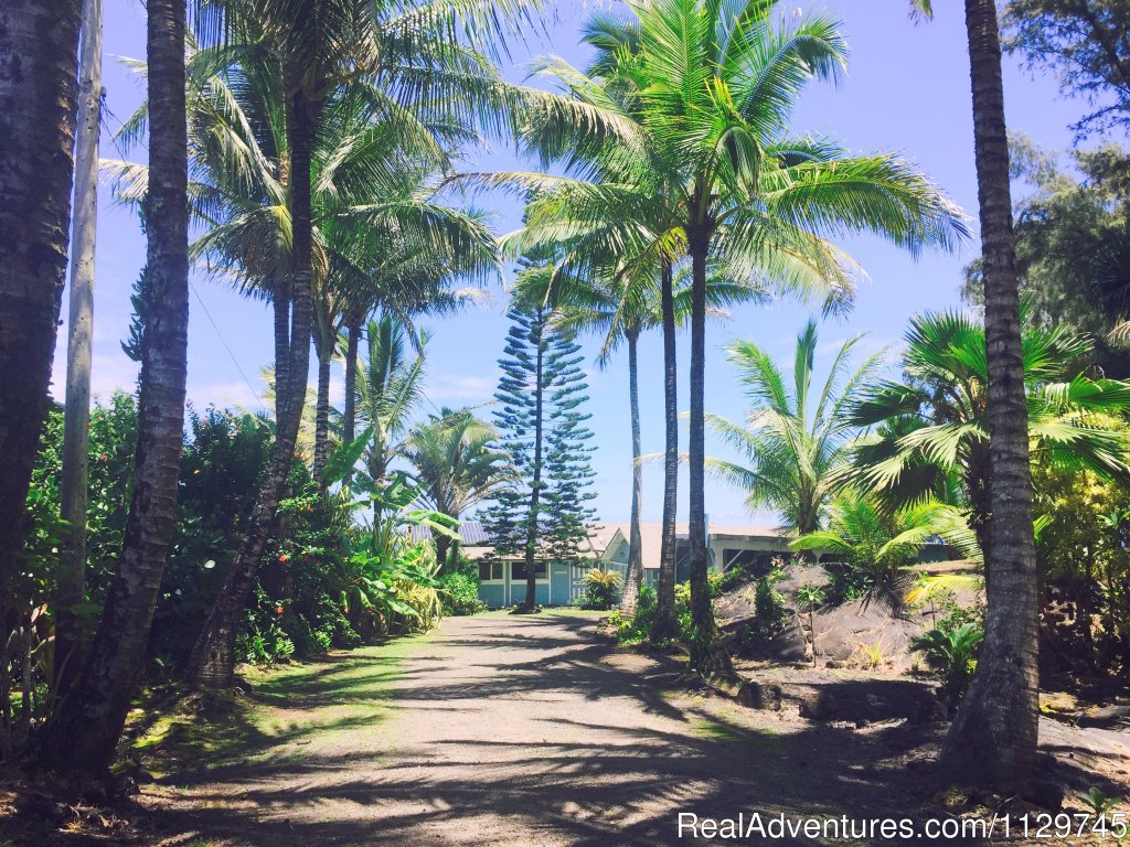 Palm lined driveway to the Alohahouse | Big Island Hawaii Vacation Homes at a Great Price | Image #26/26 | 