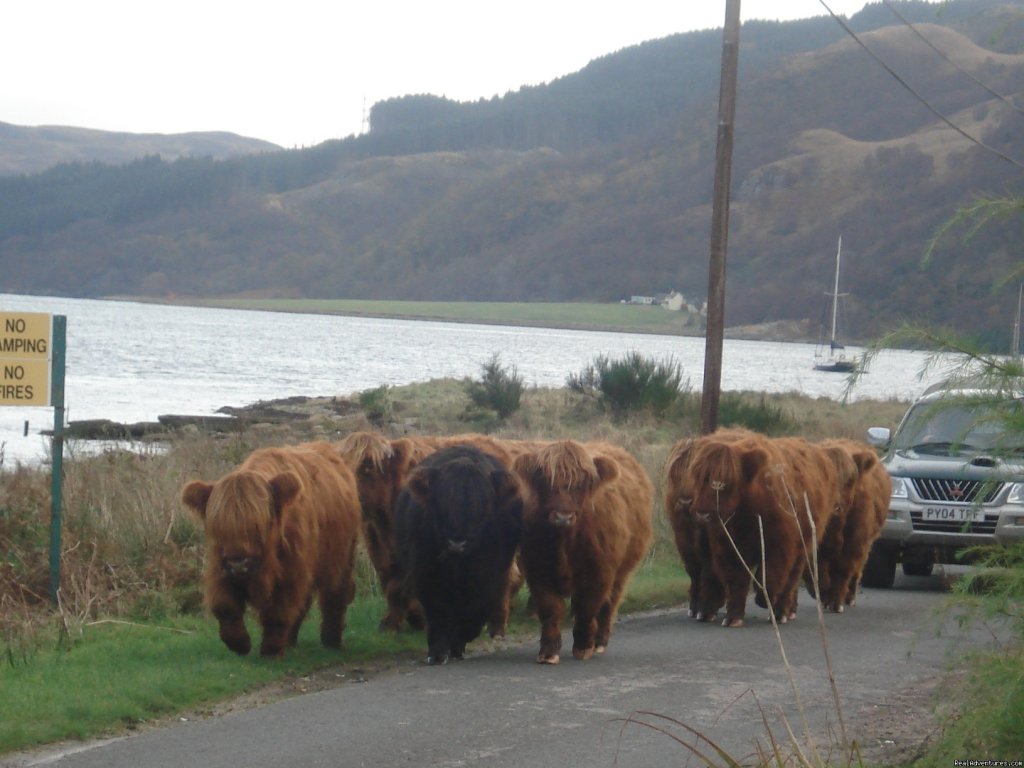 'rush hour' in carrick castle | Lochside Accomodation In A Rural Location | Image #5/10 | 