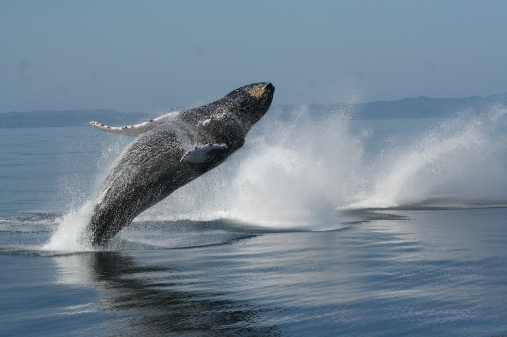 Whale Watching | Chalet Tropical Village | Image #26/26 | 