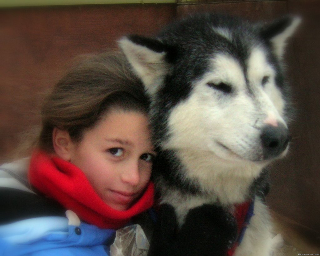 Our sled dogs are famously friendly! | Dog Sledding Vacations & Dog Mushing Tours | Image #3/9 | 