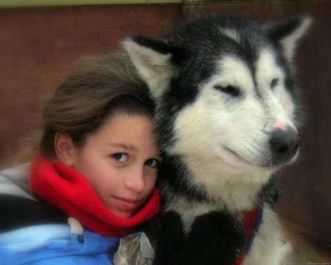 Our sled dogs are famously friendly!