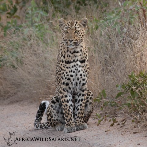 Get To Know The Leopards In Sabi Sands