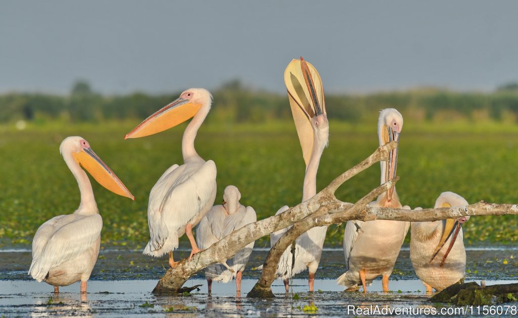 White Pelican | Eco Tours-birdwatching | Image #2/23 | 