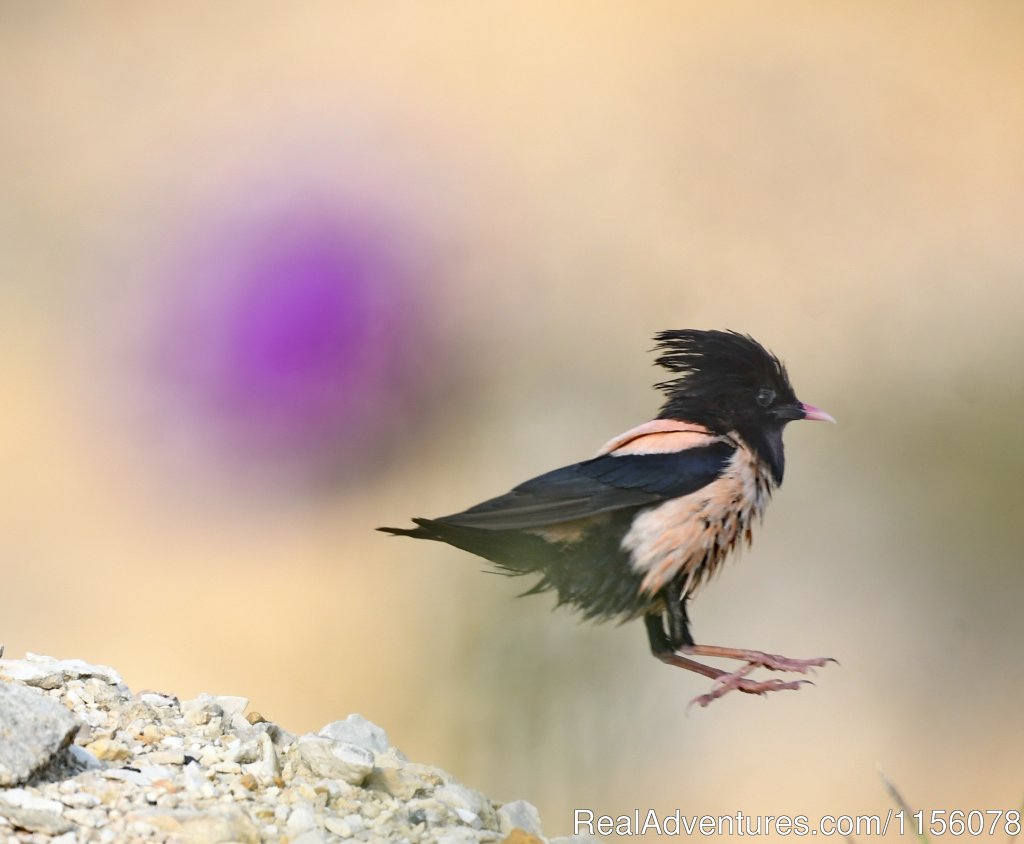 Rose Starling | Eco Tours-birdwatching | Image #3/23 | 