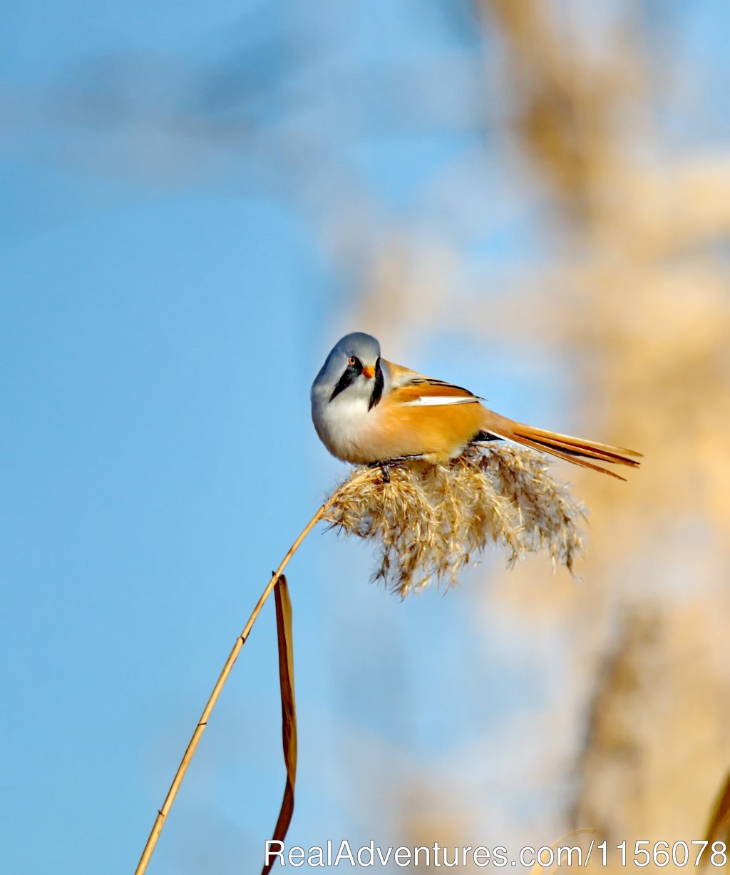 Eco Tours-birdwatching | Image #8/23 | 