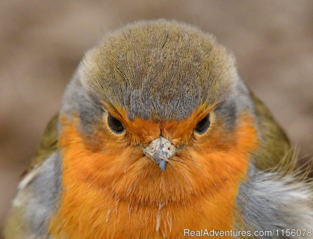 Robin | Eco Tours-birdwatching | Image #10/23 | 