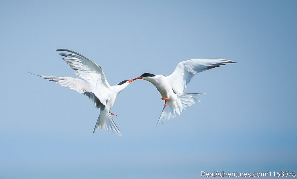 Common Tern In Kissing Time | Eco Tours-birdwatching | Image #17/23 | 
