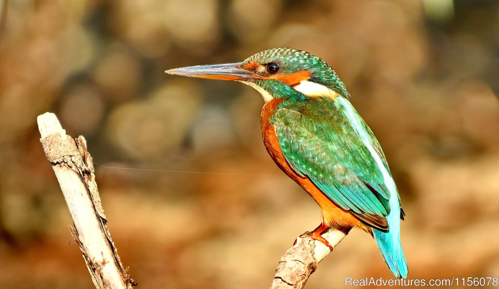 The King Fisher | Eco Tours-birdwatching | Image #21/23 | 