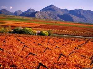 Specialized Wine and Day Tours | Cape  Town, South Africa