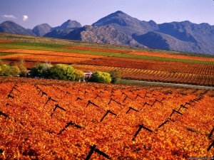 Specialized Wine and Day Tours | Cape  Town, South Africa Sight-Seeing Tours | Great Vacations & Exciting Destinations