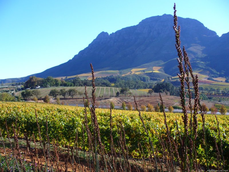 View from Graf Delaire Vineyard | Specialized Wine and Day Tours | Image #3/22 | 