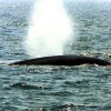 Cape May Whale Watcher Photo #4