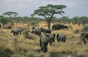 Kenya Tanzania Wildlife Safaris 