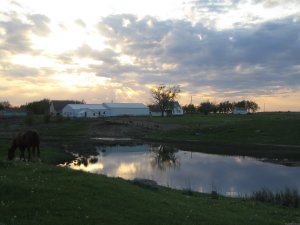 Pheasant Phun Inc. Welcomes You | Hitchcock, South Dakota Hunting Trips | Sioux City, Iowa
