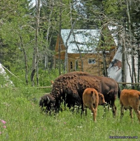 Bison and babies surround the camp