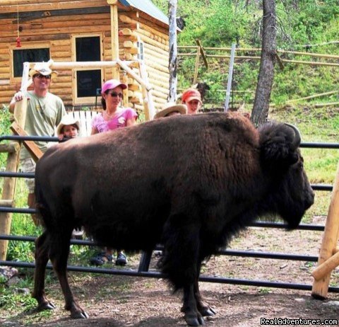 Bison Quest Camp Visitors