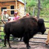 Bison Quest bison and wildlife adventure vacations Bison Quest Camp Visitors