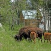 Bison Quest bison and wildlife adventure vacations Bison and babies surround the camp