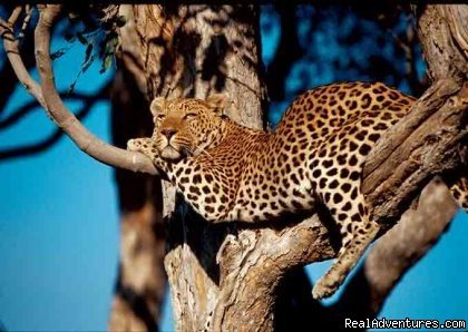 Leopard on tree