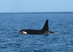 Orcas & Humpback Whales In Costa Rica-Bill Beard