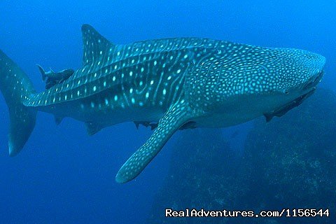 Orcas & Humpback Whales In Costa Rica-Bill Beard | Playa Hermosa, Costa Rica Articles RealAdventures