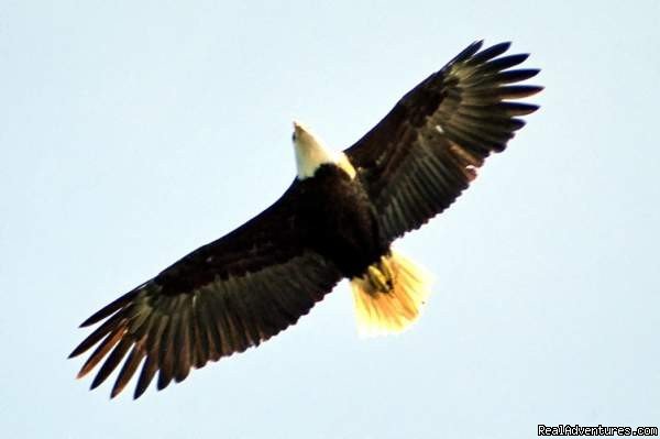Bald Eagle | Wild west coast at Ucluelet Campground | Tofino, British Columbia  | Campgrounds & RV Parks | Image #1/3 | 