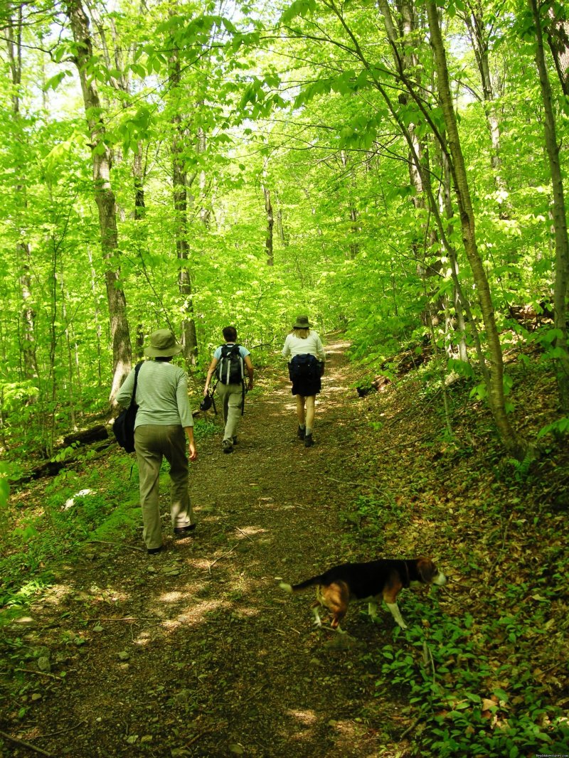 Hiking along Long Trail | Hiking Adventures in Vermont | Image #3/11 | 