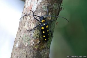 Forest tour in Xishuangbanna | Xishuangbanna, China | Photography