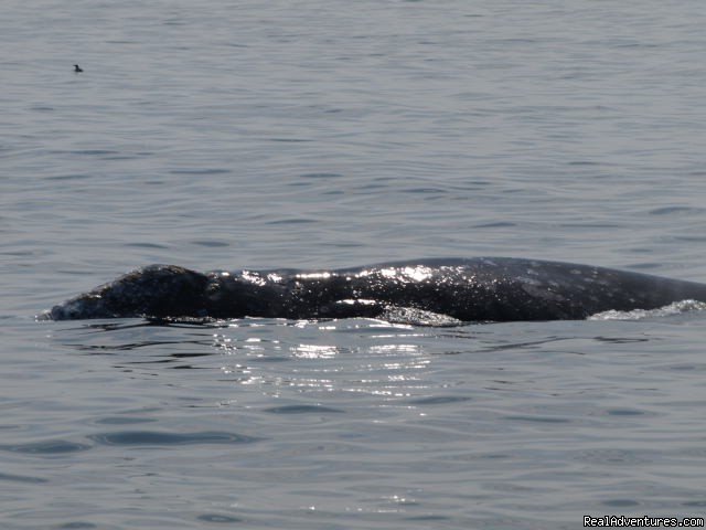 Humpback Whale | San Francisco whale tours | Image #5/19 | 