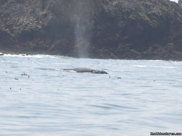 San Francisco whale tours | Image #9/19 | 