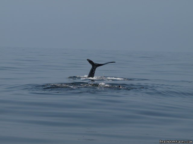San Francisco whale tours | Image #10/19 | 