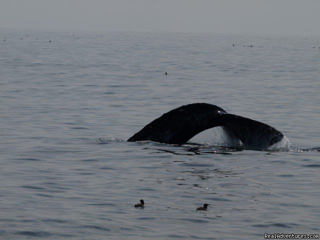 San Francisco whale tours | Image #11/19 | 