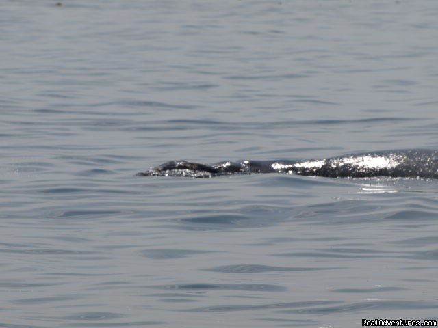 San Francisco whale tours | Image #15/19 | 