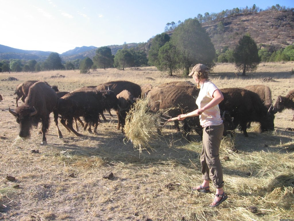 Feeding the Buffalo, we have a herd of 27 | Remote Conservation Ranch By Copper Canyon Region  | Image #7/16 | 