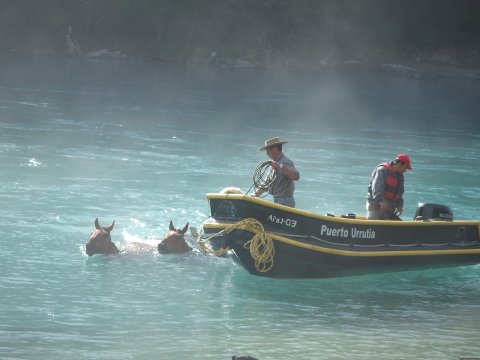 Horses swiming, crossing Puelo River,