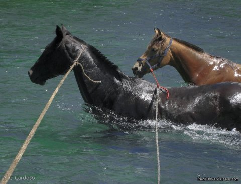 Malagata and Mago: 2 great horses from our farm.