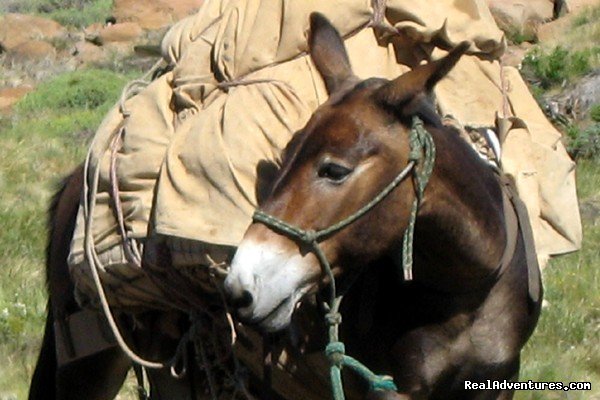 Mule | Horse trekking into the Andes | Image #10/20 | 