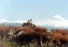 Horseback riding | Junin de los Andes, Argentina