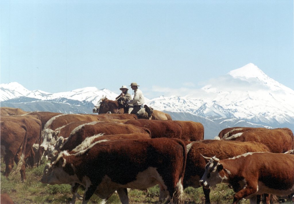 Cattle work near Lanin Volcano | Horseback riding | Junin de los Andes, Argentina | Horseback Riding & Dude Ranches | Image #1/9 | 