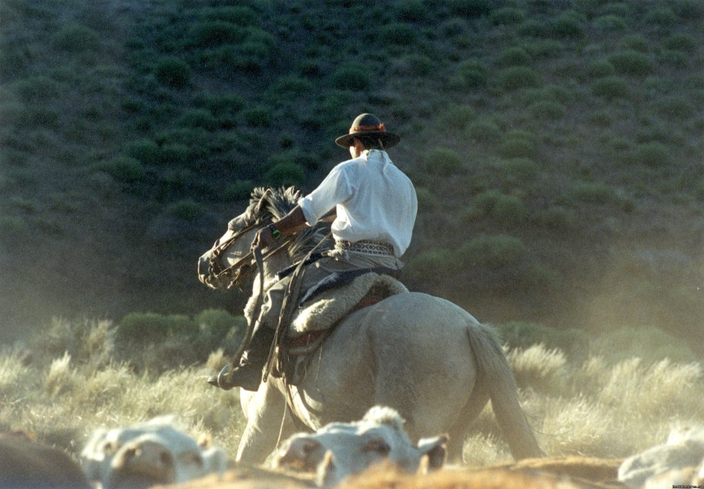 Argentine gaucho rounding up cattlr | Horseback riding | Image #2/9 | 