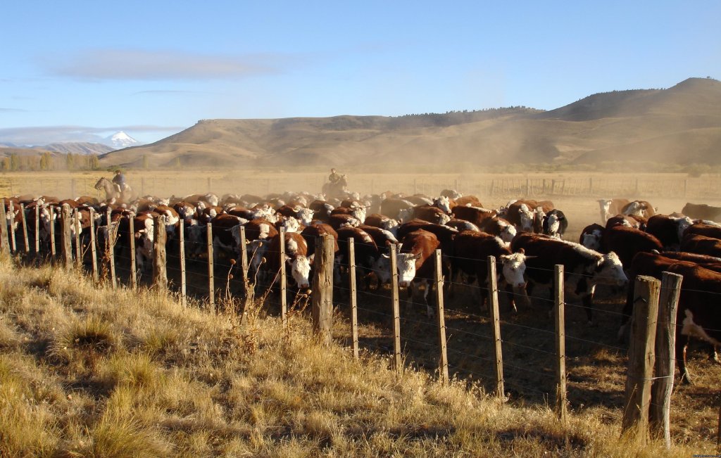 Rounding up cattle | Horseback riding | Image #5/9 | 