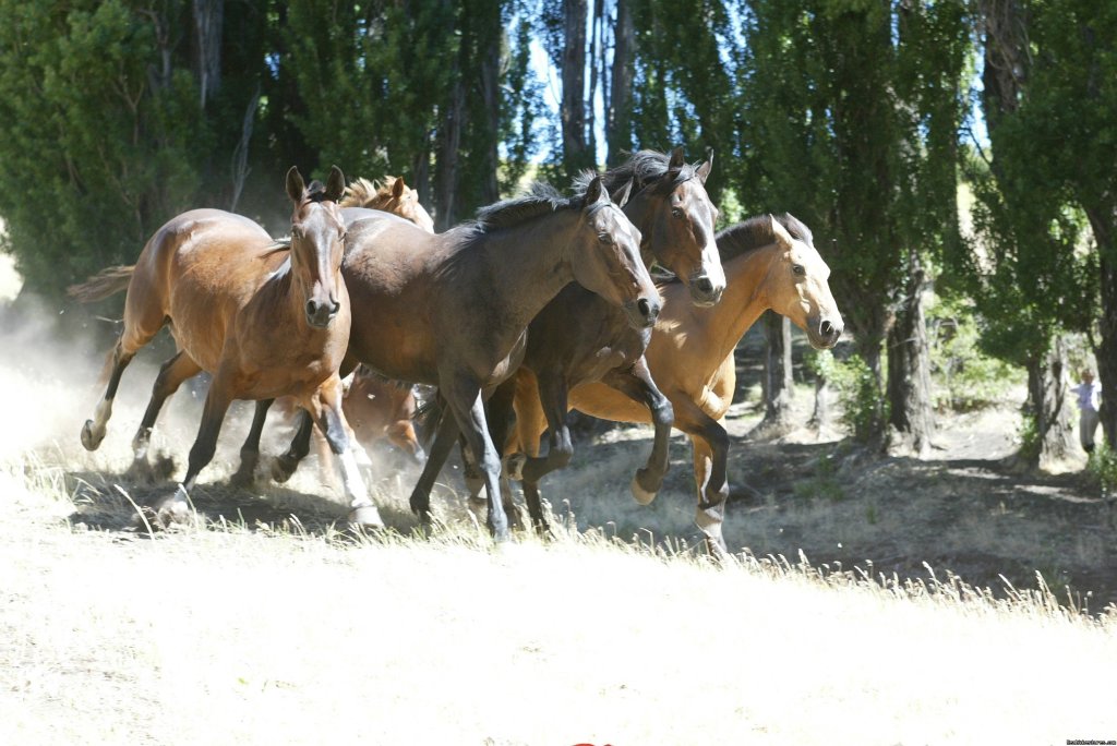 Our criollo horses | Horseback riding | Image #8/9 | 